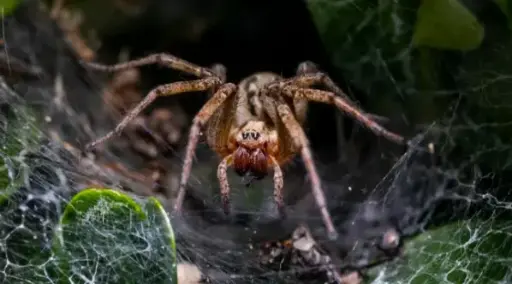 Lycosidae : The Fascinating World of Wolf Spiders